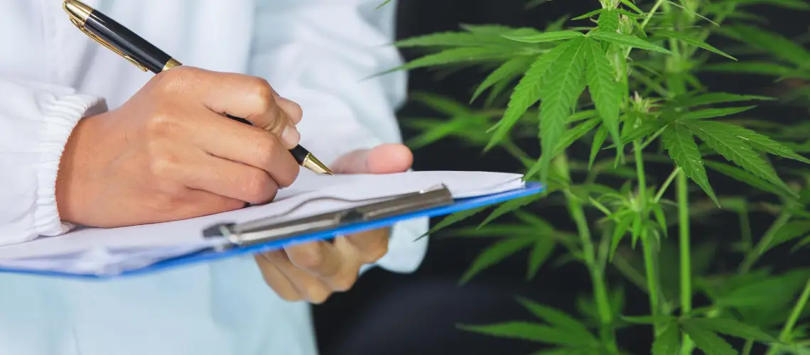 A medical cannabis expert studying research data on a tablet